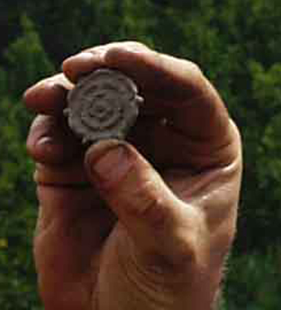 Rosette